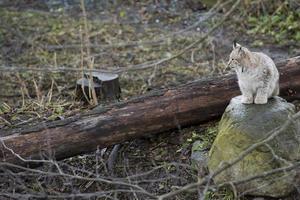 lince na grama foto