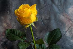 ramalhete do rosas para a feriado. mulheres dia, dia dos namorados dia, nome dia. em uma Sombrio fundo. foto