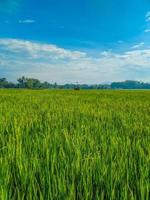 indonésio tradicional arroz agricultura panorama. indonésio arroz Campos. arroz Campos e azul céu dentro Indonésia. foto