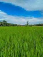 arroz campo Fazenda panorama e lindo azul céu. foto