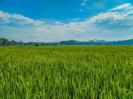 tradicional arroz agricultura panorama do arroz Campos e azul céu. foto