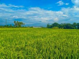 tradicional arroz agricultura panorama do arroz Campos e azul céu. foto