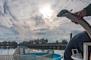 o tradicional festival da enguia em comacchio itália foto