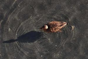 pato-real fêmea na água com sombra foto