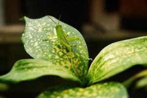 verde gafanhoto em aglaonema plantar foto