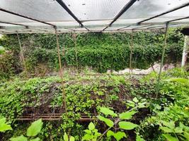 janelas quebradas velhas estufas abandonadas foto