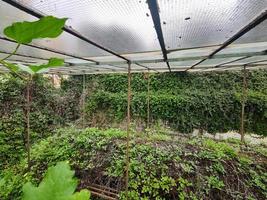 janelas quebradas velhas estufas abandonadas foto