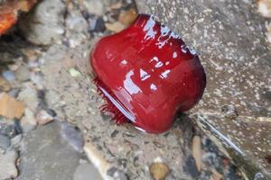 actinia anêmona vermelha no mar mediterrâneo à beira-mar foto