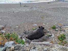 grande javali de porco selvagem na praia na cidade de genoa, itália foto