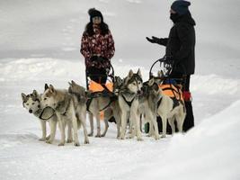 cão de trenó nas montanhas nevadas foto