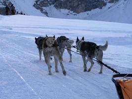 cão de trenó nas montanhas nevadas foto