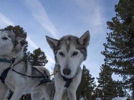 retrato rouco de cão de trenó em montanhas nevadas olhando para você foto