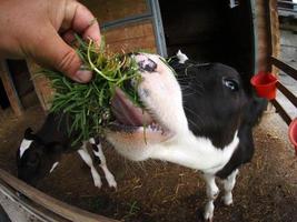 bezerro de vitela de vaca jovem comendo grama da mão humana foto