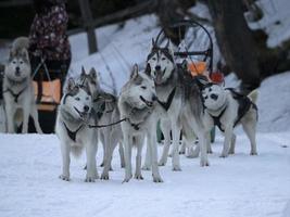 cão de trenó nas montanhas nevadas foto