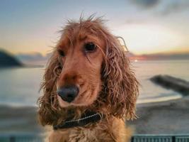 feliz cachorro Cocker spaniel jogando às a de praia às pôr do sol foto