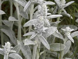 planta de folha de prata stachys byzantina foto