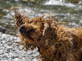 cocker spaniel esticando água foto