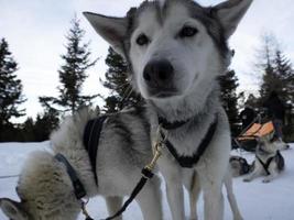 retrato rouco de cão de trenó em montanhas nevadas olhando para você foto