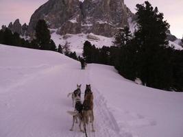 cão de trenó nas montanhas nevadas ao pôr do sol nas dolomitas foto