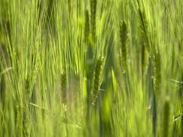 campo de trigo verde na primavera foto