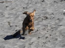 cachorro cocker spaniel feliz brincando na praia foto