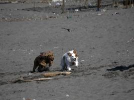 cachorro cocker spaniel feliz brincando na praia foto