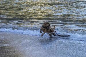 Cocker spaniel jogando às a de praia foto