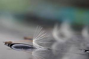 macro de sementes de cabeça de chuveiro dente de leão foto