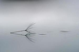 macro de sementes de cabeça de chuveiro dente de leão foto