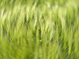 campo de espigas de trigo verde movido pelo vento foto