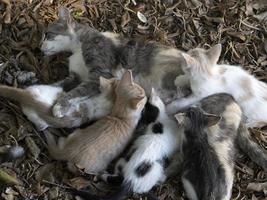 mãe gato amamentando gatinhos recém-nascidos foto