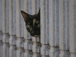 curioso gato se escondendo e olhando às você a partir de cerca foto