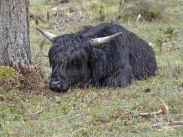 detalhe de iaque de vaca peluda da Escócia highlander foto