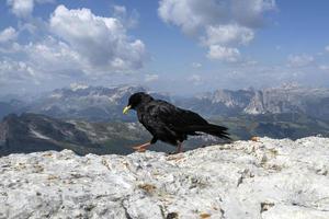 coaxar pássaro preto nas montanhas dolomitas foto