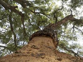 detalhe de casca de sobreiro fechar sardenha foto