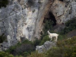 cabra da montanha nas rochas na sardenha foto