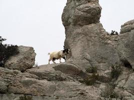 cabra da montanha nas rochas na sardenha foto