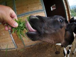 bezerro de vitela de vaca jovem comendo grama da mão humana foto
