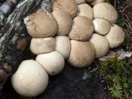 cogumelo pyriforme lycoperdon na floresta foto