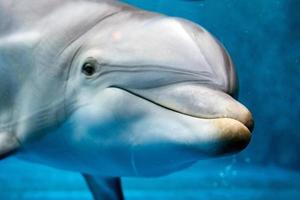 olho sorridente de golfinho fechar detalhe do retrato foto