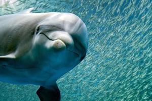 golfinho debaixo d'água no recife olhar de perto foto