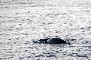 mãe e bebê filhote cuvier ganso baleia bico golfinho zífio cavirostris foto