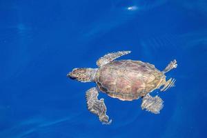 bebê recém-nascido tartaruga caretta perto da superfície do mar para respirar foto