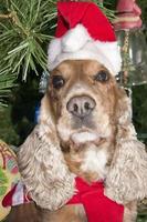 um cachorrinho vestido de papai noel natal natal foto