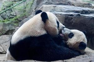 retrato de bebê recém-nascido panda gigante close-up foto