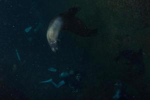 foca-leão-marinho debaixo d'água enquanto mergulha galápagos foto