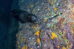 foca leão-marinho debaixo d'água enquanto mergulha no mar de cortez foto