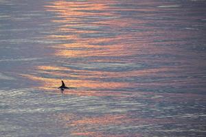 golfinho barbatana dentro a mar às pôr do sol foto