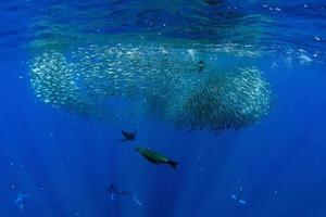 Espadim listrado e caça ao leão-marinho na bola de isca de sardinha no oceano pacífico foto