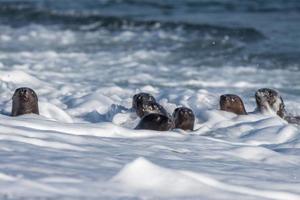 bebê leão-marinho recém-nascido na praia foto
